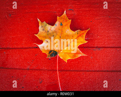 Maple Leaf im Herbst auf einer Parkbank Stockfoto