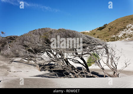 Manuka Baum geknickt vom Wind an der Westküste Neuseelands Stockfoto