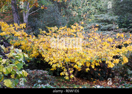 Hamamelis x intermedia 'Githago' Blätter im Herbst an der RHS Wisley Gardens. Stockfoto