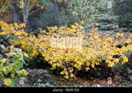 Hamamelis x intermedia 'Pallida' leaves in Autumn at RHS Wisley gardens. Stockfoto