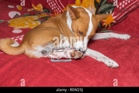 Basenji Hund versucht zu reinigen in der Nähe von Metall seltsame Sache in Hinterpfoten lecken. Hund hatte Chirurgie nach der Pfote Bruch Stockfoto