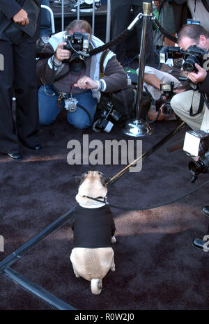 Frank der Hund für die Presse posiert bei der Premiere von "Men In Black II bei Th Westwood Village in Los Angeles. Juni 26, 2002. - Fra Stockfoto