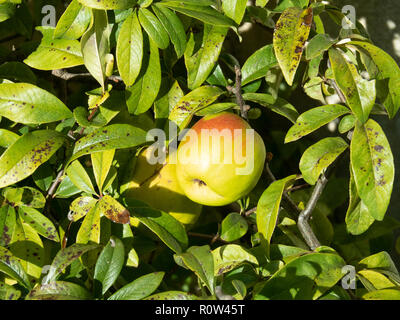 Ein in der Nähe eines einzigen Quitte Obst auf einem Busch der Chaenomeles Rowallane Stockfoto