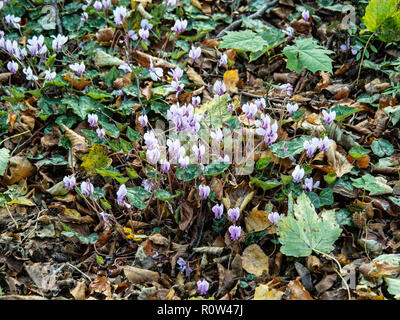 Ein Patch von Cyclamen Hederifolium Blüte unter Blätter im Herbst Stockfoto