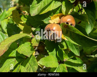 Eine reife Mispel (Mespilus germanica) Frucht vor dem Hintergrund der Blätter Stockfoto