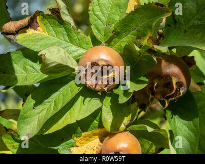 Eine reife Mispel (Mespilus germanica) Frucht vor dem Hintergrund der Blätter Stockfoto