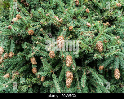 Nahaufnahme der Laub und Zapfen von Picea abies Pusch Stockfoto