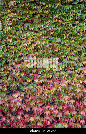 Die Farben der Efeu Laub im Herbst Stockfoto