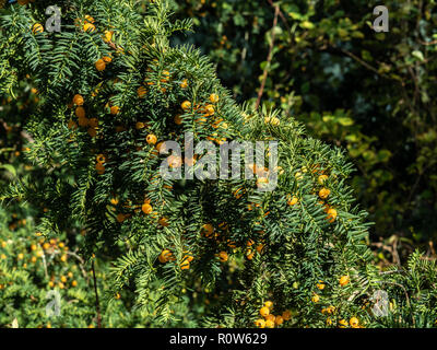 Ein Zweig des Gelben tragende Eibe Taxus whipplei Lutea Stockfoto