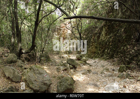 Eine misty Rocky Trail in einer wild verschlungenen Wald Stockfoto