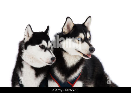 Zwei husky Hunde mit blauen und braunen Augen isoliert auf weißem Stockfoto