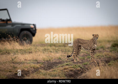 Gepard steht in der Savanne mit Lkw hinter Stockfoto