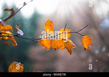 Schöne Blätter im Herbst, Baum, Zweig mit getrockneten Blätter closeup Stockfoto