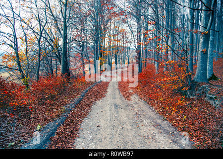 Fallen weg im Wald, schöne Landschaft im Buchenwald mit getrockneten Blätter auf der Straße Stockfoto