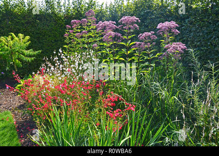 Bunte Blume Grenze mit attraktiven gemischte Bepflanzung mit Eupatorium maculatum in einem Land, Garten Stockfoto