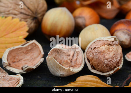 Geschälte Haselnuss, sichtbar, Kernel und Shell im Vordergrund und mehrere Haselnüsse und Blätter im Herbst im Hintergrund, Ansicht schließen Stockfoto