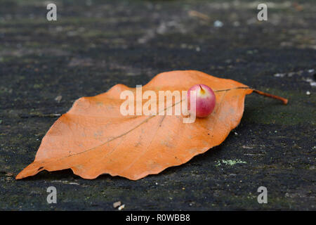 Buche Herbst Blatt mit einem Gall midge oder der Galle gnat Cocoon auf alten Eiche dunkel Tisch, Einflügelig, Ansicht schließen Stockfoto