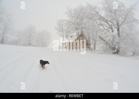 Nebligen Tag am Berg, viel Schnee, Raureif, kleine Hütte unter grossen Buche, Spuren im Schnee und schwarzer streunender Hund leiden an kalten Stockfoto
