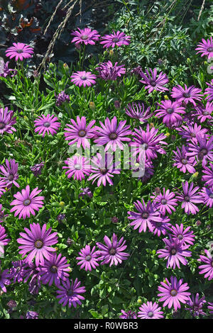 Nahaufnahme einer Blüte Grenze mit Colouful Blüte Osteospermum African Daisy Stockfoto