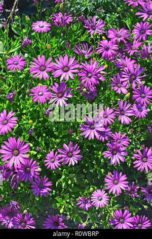 Nahaufnahme einer Blüte Grenze mit Colouful Blüte Osteospermum African Daisy Stockfoto