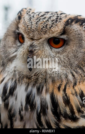 Nahaufnahme von Owl Stockfoto