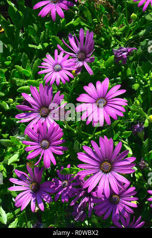 Nahaufnahme einer Blüte Grenze mit Colouful Blüte Osteospermum African Daisy Stockfoto