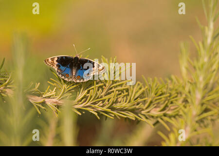 Männliche Junonia orithya (blau Stiefmütterchen) ist ein nymphalid Schmetterling mit vielen Unterarten vorkommende aus Afrika, Süd- und Ostasien, und in Stockfoto