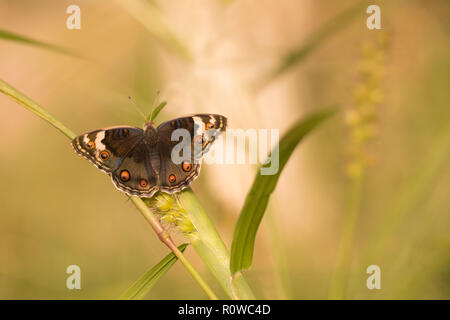 Weibliche Junonia orithya (blau Stiefmütterchen) ist ein nymphalid Schmetterling mit vielen Unterarten vorkommende aus Afrika, Süd- und Ostasien, und Stockfoto