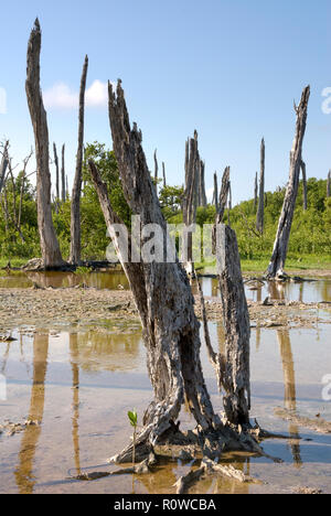 Tampeten Versteinerter Wald - Wald tot steht nach dem Wirbelsturm Überschwemmungen mit Salzwasser, Celestun, Mexiko Stockfoto