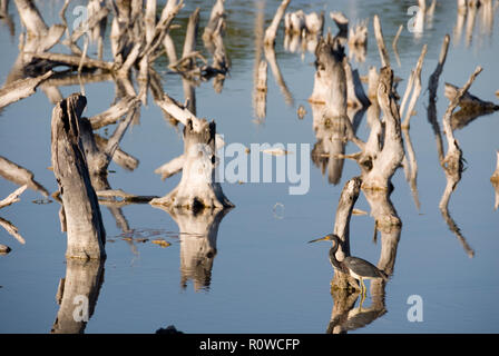 Einsamer vogel Angeln unter toten versteinerte Baumstümpfe in Mündung Wasser, Celestun, Halbinsel Yucatan, Mexiko Stockfoto