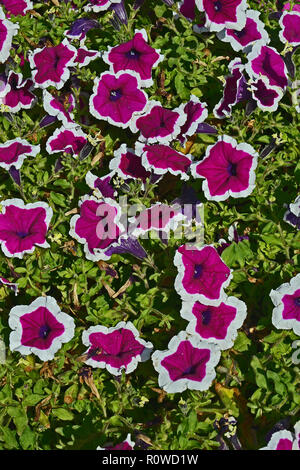 Nahaufnahme einer Blüte Grenze mit blühenden Petunie Tee Lila weißen Rand Stockfoto