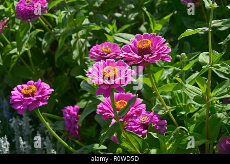 Eine bunte Anzeige der Blüte Zinnia elegans 'Purple Prince' Stockfoto