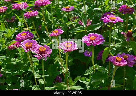 Eine bunte Anzeige der Blüte Zinnia elegans 'Purple Prince' Stockfoto