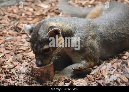 Fossa essen eine blooksicle im Zoo von Atlanta Stockfoto