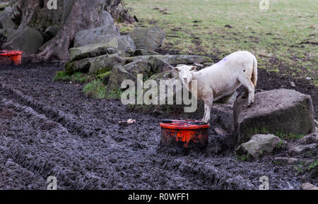 Ein einzelnes Schafe im Winter trinken Flüssigkeit Nährstoff. Stockfoto