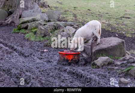 Ein einzelnes Schafe im Winter trinken Flüssigkeit Nährstoff. Stockfoto