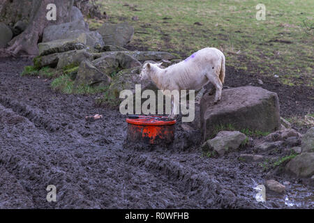 Ein einzelnes Schafe im Winter trinken Flüssigkeit Nährstoff. Stockfoto