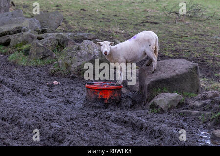 Ein einzelnes Schafe im Winter trinken Flüssigkeit Nährstoff. Stockfoto