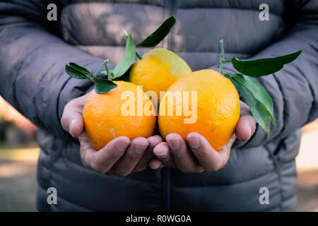 Nahaufnahme eines jungen kaukasischen Mann mit einigen frisch gesammelten Orangen in den Händen Stockfoto