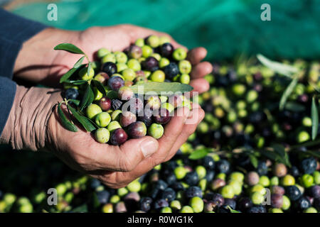 Nahaufnahme eines jungen kaukasischen Mann mit einem Stapel von Oliven in seine Hände frisch während der Ernte in einem Olivenhain in Katalonien, Spanien gesammelt Stockfoto