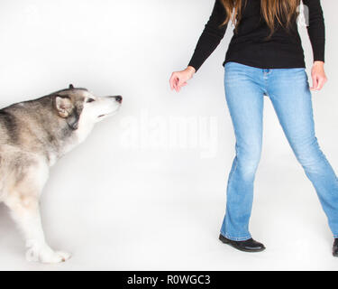 Alaskan Malamute (Canis Lupus Familiaris) Hund auf weißem Hintergrund posiert. Stockfoto