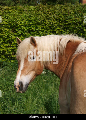 Ein Haflinger weidet im Sommer Paddock Stockfoto