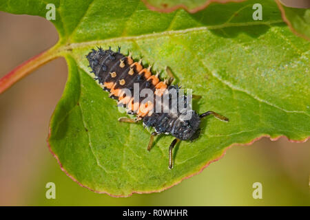 Larven der Harlekin Marienkäfer (Harmonia axyridis) Stockfoto