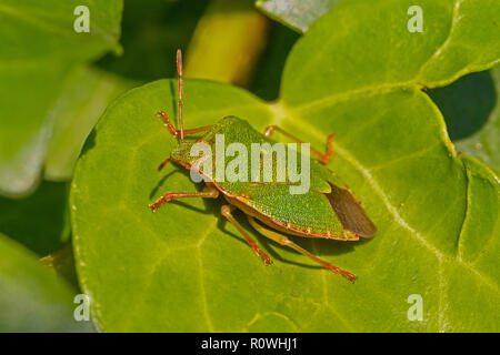 Green Shieldbug (Palomena prasina) Stockfoto