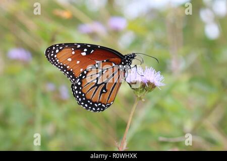 Nahaufnahme einer monarch butterfly auf lila Wildflower Stockfoto