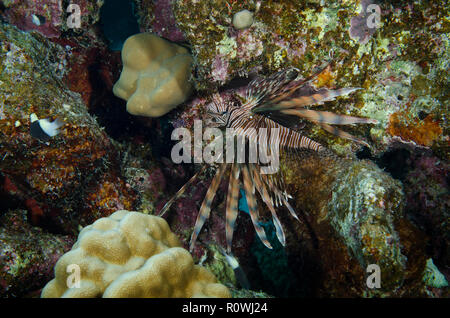 Rotfeuerfisch Pterois, Meilen, am Korallenriff, Hamata, Rotes Meer, Ägypten Stockfoto