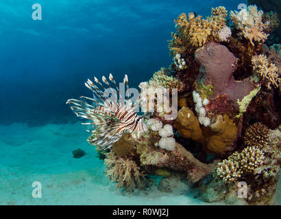 Rotfeuerfisch Pterois, Meilen, am Korallenriff, Hamata, Rotes Meer, Ägypten Stockfoto