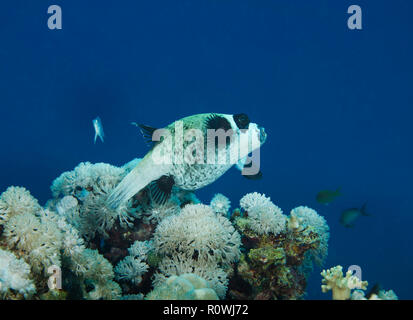 Masked Puffer, Arothron diadematus, Schwimmen über Coral Reef in Hamata, Rotes Meer, Ägypten Stockfoto