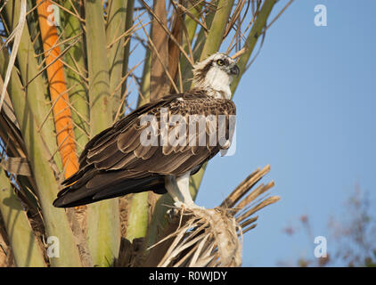 Fischadler, Pandion haliaetus, hocken in Palm Tree, Hamata, Rotes Meer, Ägypten Stockfoto