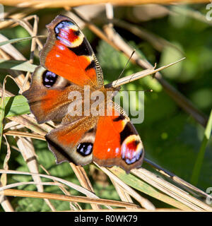 Tagpfauenauge (Nymphalis io) Aalen in der Sonne, Cornwall, England, Großbritannien. Stockfoto